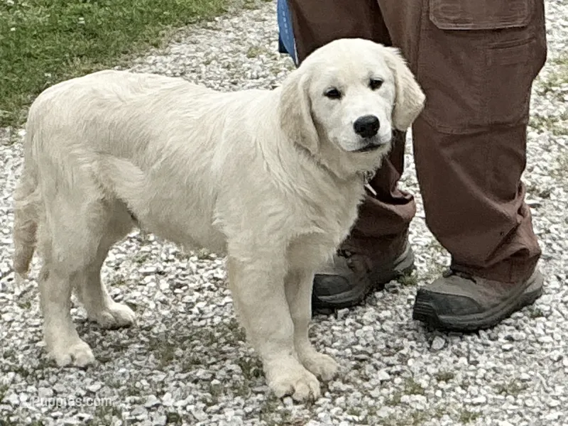 Fluffy Boy – English Cream Golden Retriever puppy for sale in Easton, IL
