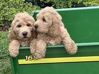 Fluffy Boy, a male English Goldendoodle for sale in Easton, IL – 3 of 9