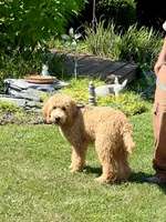 English Goldendoodle F1, a female English Goldendoodle for sale in Easton, IL – 3 of 6