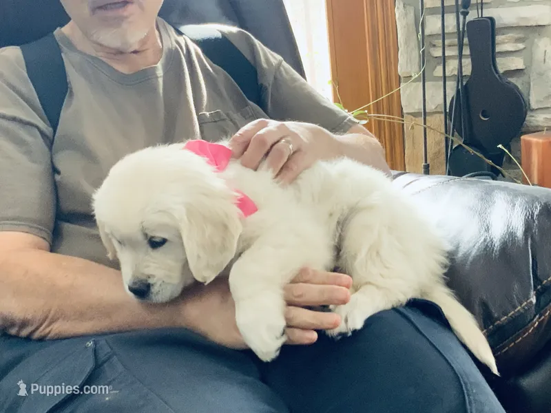 Little English Miss – English Cream Golden Retriever puppy for sale in Easton, IL