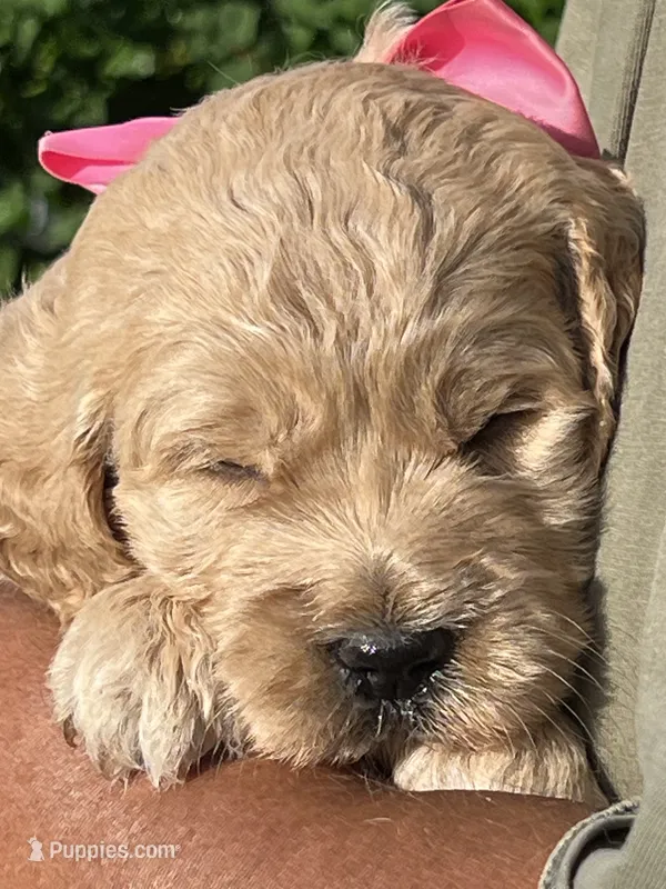 English Goldendoodle F1 – English Goldendoodle puppy for sale in Easton, IL