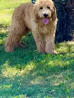 Fluffy Boy, a male English Goldendoodle for sale in Easton, IL – 2 of 3