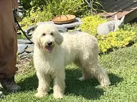 English Cream baby, a female English Goldendoodle for sale in Easton, IL – 1 of 5