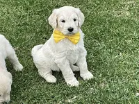 English Cream baby, a female English Goldendoodle for sale in Easton, IL – Photo 4 of 9
