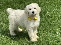 English Cream baby, a female English Goldendoodle for sale in Easton, IL – 2 of 4