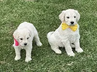English Cream baby, a female English Goldendoodle for sale in Easton, IL – Photo 9 of 9