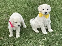 English Cream baby, a female English Goldendoodle for sale in Easton, IL – Photo 5 of 9