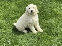 English Cream baby, a female English Goldendoodle for sale in Easton, IL – 4 of 4