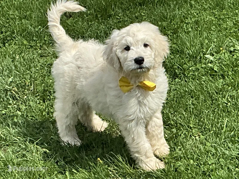 English Cream baby – English Goldendoodle puppy for sale in Easton, IL