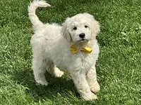 English Cream baby, a female English Goldendoodle for sale in Easton, IL – 1 of 4