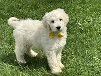 English Cream baby, a female English Goldendoodle for sale in Easton, IL – 3 of 4
