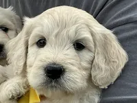English Cream baby, a female English Goldendoodle for sale in Easton, IL – Photo 3 of 9