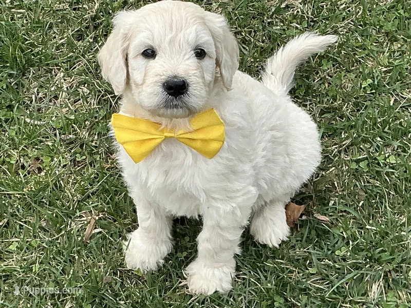 English Cream baby – English Goldendoodle puppy for sale in Easton, IL