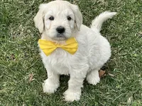 English Cream baby, a female English Goldendoodle for sale in Easton, IL – Photo 1 of 9
