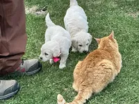 English Cream baby, a female English Goldendoodle for sale in Easton, IL – Photo 8 of 9