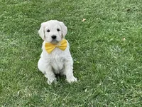 English Cream baby, a female English Goldendoodle for sale in Easton, IL – Photo 6 of 9