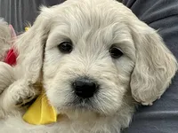 English Cream baby, a female English Goldendoodle for sale in Easton, IL – Photo 2 of 9