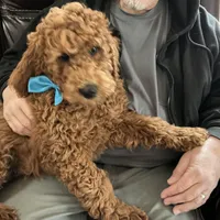 English F1b boy, a male English Goldendoodle for sale in Easton, IL – Photo 1 of 5