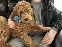 English F1b boy, a male English Goldendoodle for sale in Easton, IL – Photo 1 of 5