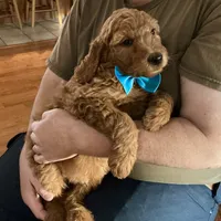 English F1b boy, a male English Goldendoodle for sale in Easton, IL – Photo 4 of 5