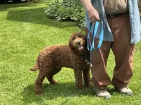 English F1b boy, a male English Goldendoodle for sale in Easton, IL – 1 of 6