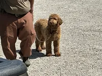 English F1b boy, a male English Goldendoodle for sale in Easton, IL – 2 of 6
