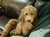 English F1b boy, a male English Goldendoodle for sale in Easton, IL – Photo 3 of 5