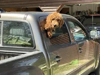 English F1b boy, a male English Goldendoodle for sale in Easton, IL – 6 of 6