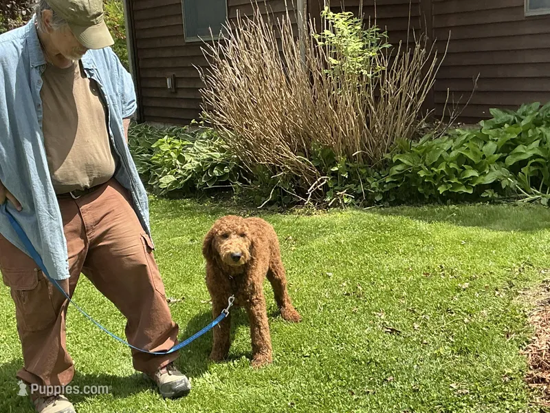 English F1b boy – English Goldendoodle puppy for sale in Easton, IL