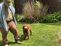 English F1b boy, a male English Goldendoodle for sale in Easton, IL – 3 of 6