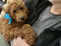 English F1b boy, a male English Goldendoodle for sale in Easton, IL – Photo 5 of 5