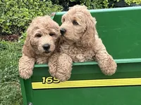 Fluffy Boy, a male English Goldendoodle for sale in Easton, IL – 2 of 9