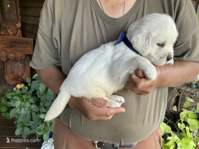Blocky Boy – English Cream Golden Retriever puppy for sale in Easton, IL
