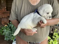 Blocky Boy, a male English Cream Golden Retriever for sale in Easton, IL – 1 of 5