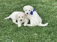 Goldendoodle baby, a male English Goldendoodle for sale in Easton, IL – Photo 5 of 5