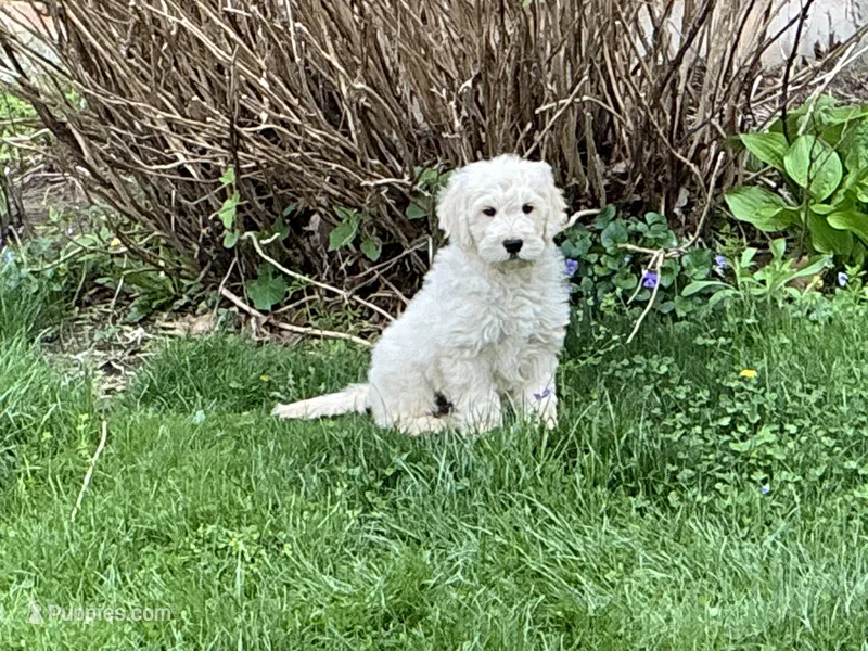 Goldendoodle baby – English Goldendoodle puppy for sale in Easton, IL