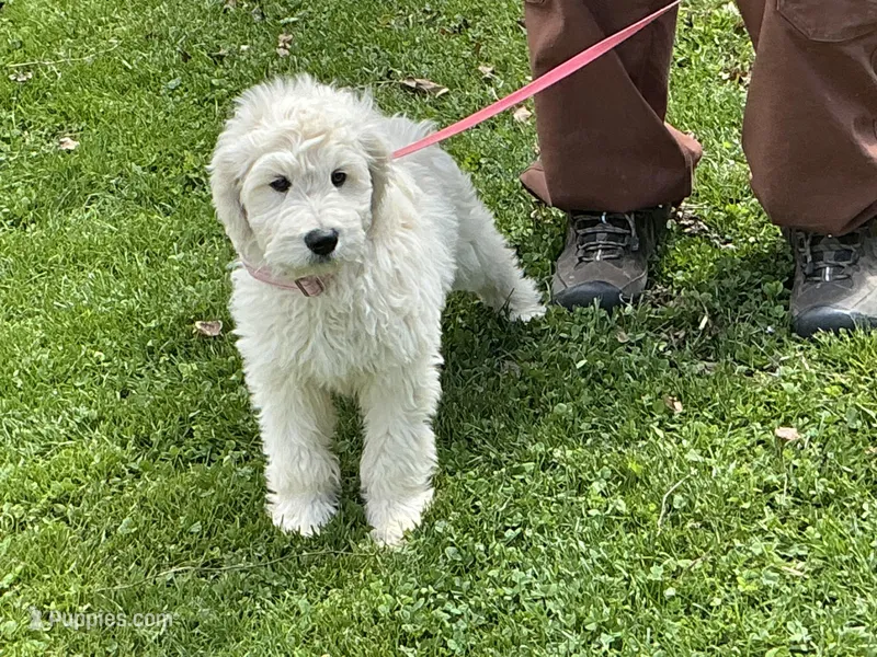 Goldendoodle baby – English Goldendoodle puppy for sale in Easton, IL
