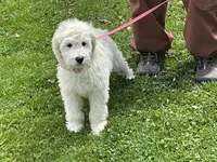Goldendoodle baby, a male English Goldendoodle for sale in Easton, IL – 1 of 3