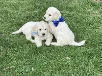 Goldendoodle baby, a male English Goldendoodle for sale in Easton, IL – Photo 3 of 5