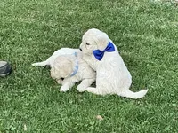 Goldendoodle baby, a male English Goldendoodle for sale in Easton, IL – Photo 2 of 5