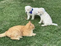 Goldendoodle baby, a male English Goldendoodle for sale in Easton, IL – Photo 4 of 5