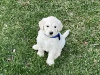 Goldendoodle baby, a male English Goldendoodle for sale in Easton, IL – Photo 1 of 5