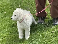 Goldendoodle baby, a male English Goldendoodle for sale in Easton, IL – 2 of 3