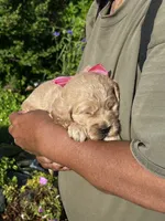 English Goldendoodle F1, a female English Goldendoodle for sale in Easton, IL – 2 of 4