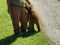 English Baby, a male English Goldendoodle for sale in Easton, IL – 4 of 5