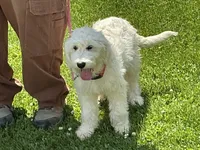 English Cream baby, a female English Goldendoodle for sale in Easton, IL – 8 of 8
