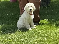 English Cream baby, a female English Goldendoodle for sale in Easton, IL – 6 of 8