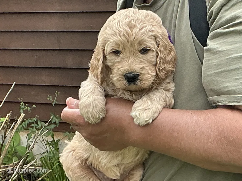 English Goldendoodle F1 – English Goldendoodle puppy for sale in Easton, IL