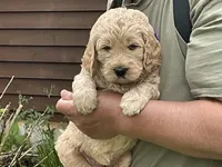 English Goldendoodle F1, a female English Goldendoodle for sale in Easton, IL – 5 of 7