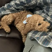 English doodle male, a male English Goldendoodle for sale in Easton, IL – Photo 6 of 6